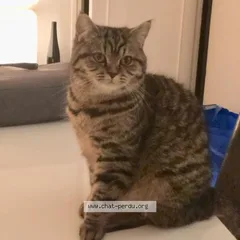 Chat perdu Européen