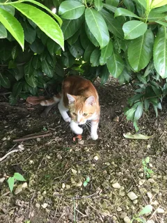 Chat trouvé Sans race particulière