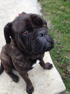 Chien perdu Cane Corso