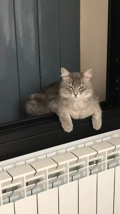 Chat perdu Européen
