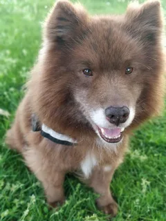 Chien perdu Eurasier