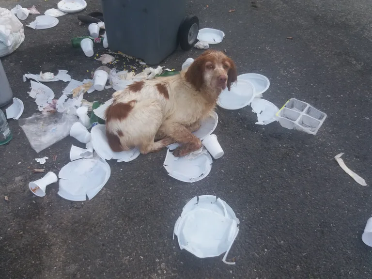 Chien trouvé