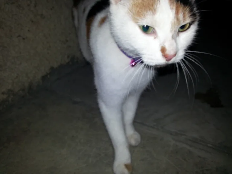 Chat trouvé