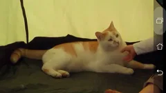 Chat perdu Sans race particulière