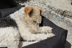 Chien perdu Fox-Terrier