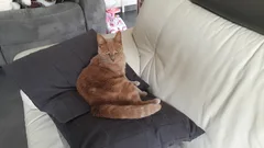 Chat trouvé Européen
