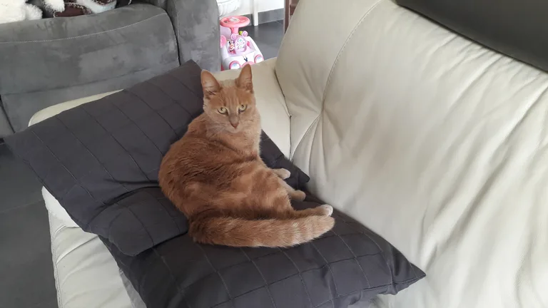 Chat trouvé