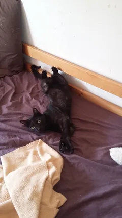Chat perdu Européen