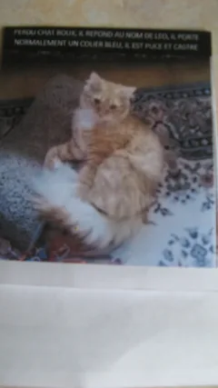 Chat perdu Européen