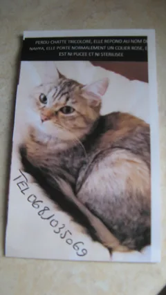 Chat perdu Européen