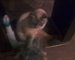 Chat perdu Siamois