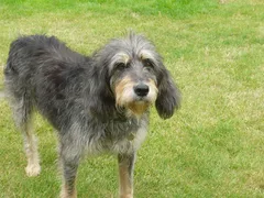 Chien perdu Griffon Nivernais