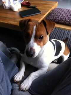 Chien perdu Jack-Russell-Terrier