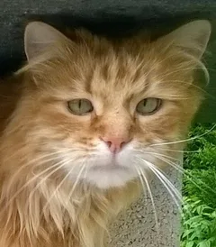 Chat perdu Européen
