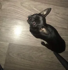 Chien perdu Chihuahua