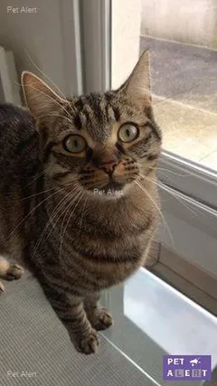 Chat perdu Européen