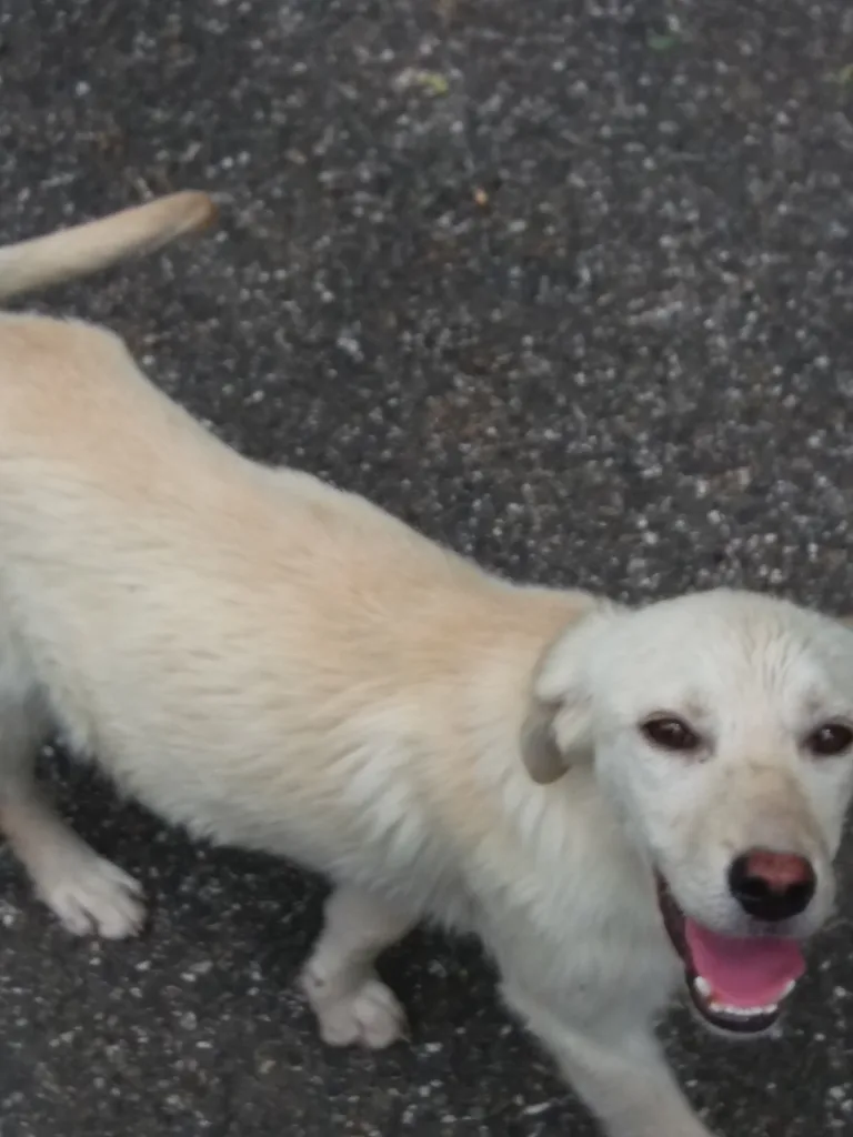 Chien trouvé