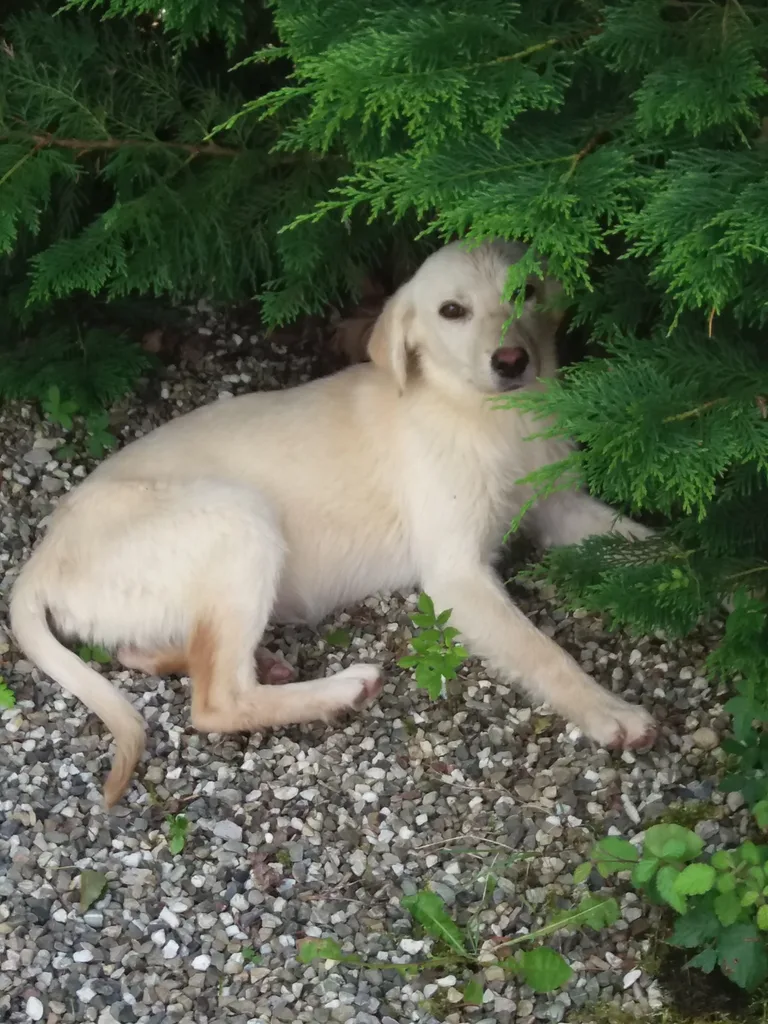 Chien trouvé