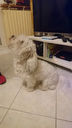 Chien perdu Coton de Tulear