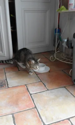 Chat trouvé Européen
