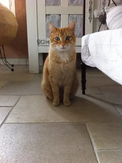 Chat perdu Européen