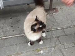 Chat trouvé Sacré de Birmanie