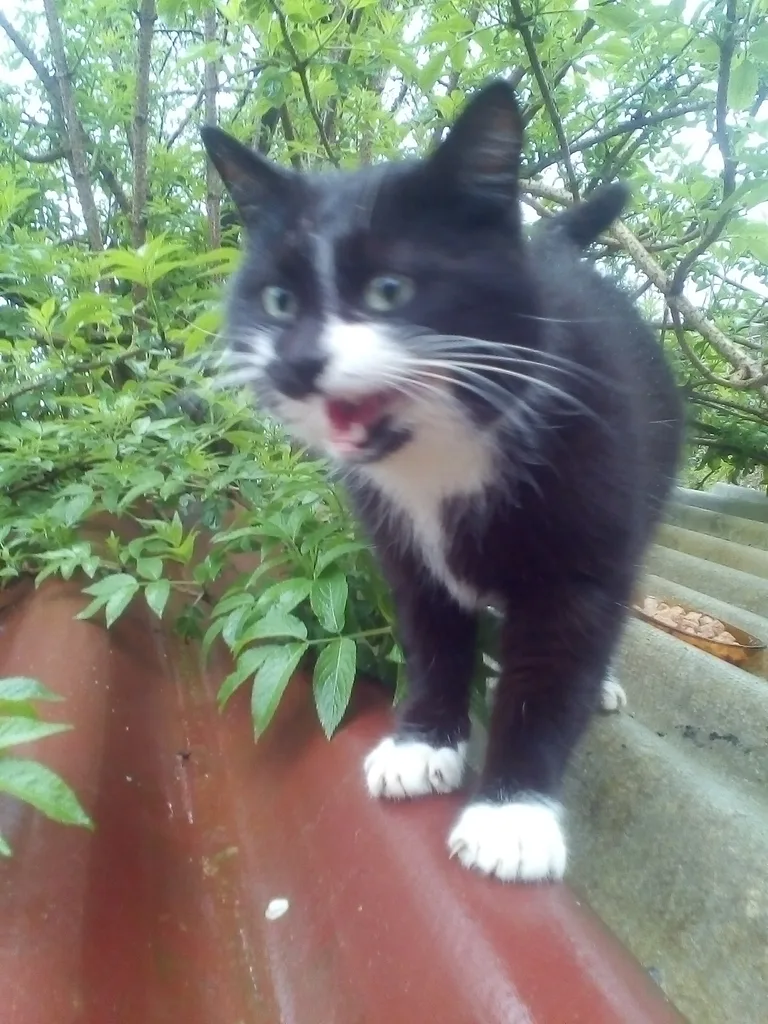 Chat trouvé