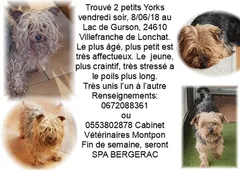 Chien trouvé Yorkshire Terrier