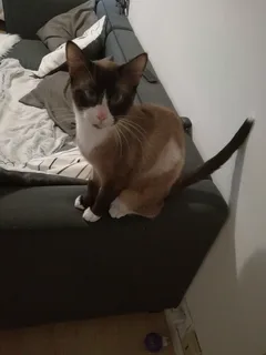 Chat perdu Européen