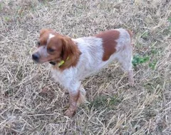 Chien perdu Epagneul Breton