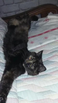Chat perdu Croisé
