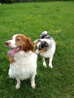 Chien trouvé Epagneul Breton