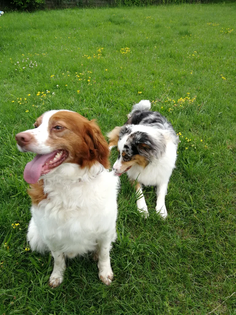 Chien trouvé