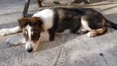 Chien trouvé Berger Australien