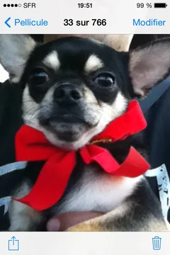 Chien perdu Chihuahua