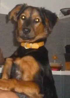 Chien perdu Croisé