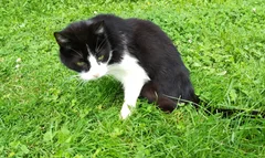 Chat trouvé Européen