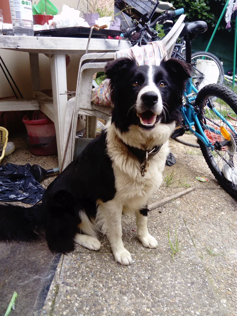 Chien trouvé