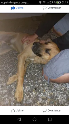 Chien trouvé Croisé