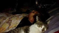 Chat perdu Chat Tigre