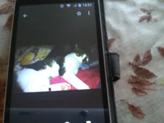 Chat perdu Chat Tigre