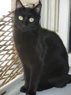Chat perdu Européen