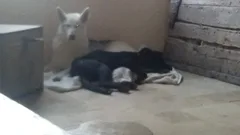 Chien perdu Husky Sibérien