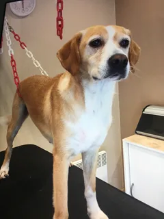 Chien perdu Beagle