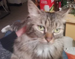 Chat perdu Européen