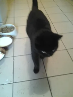 Chat perdu Européen