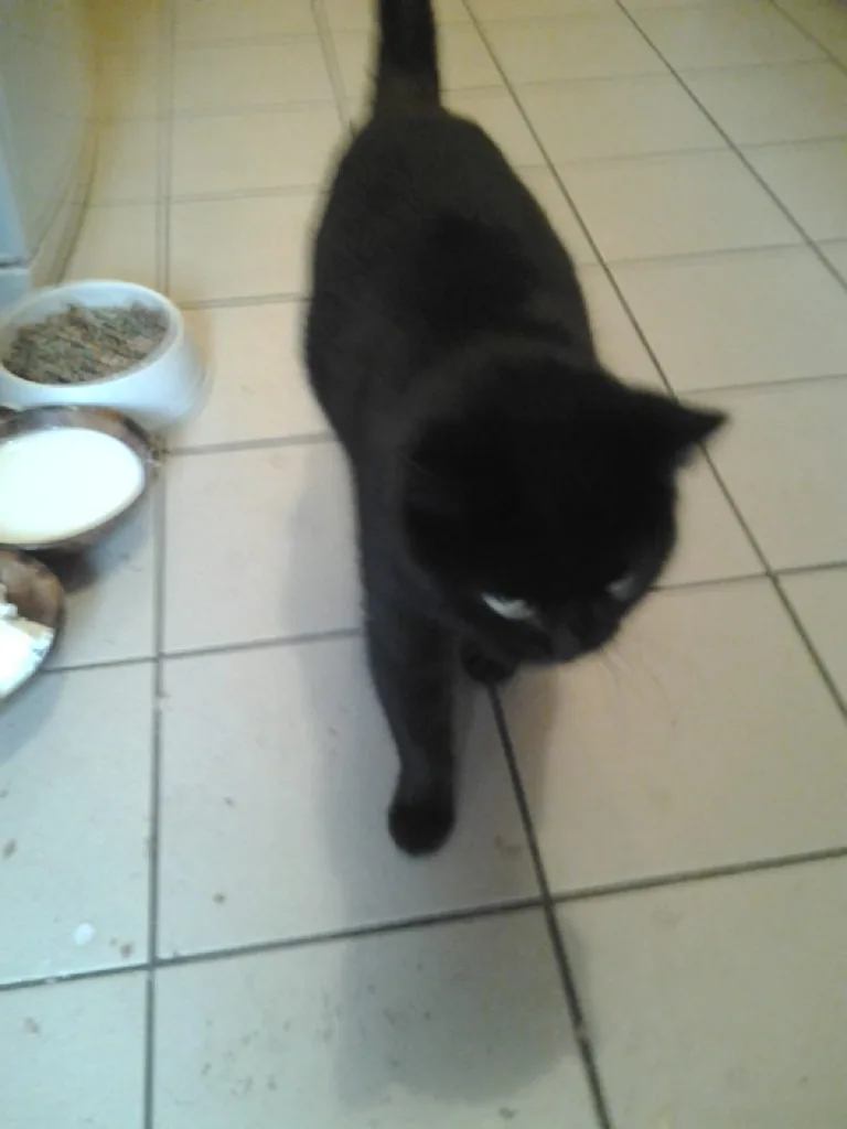 Phoebe