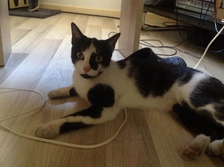 Chat trouvé