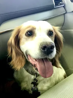 Chien trouvé Epagneul Breton