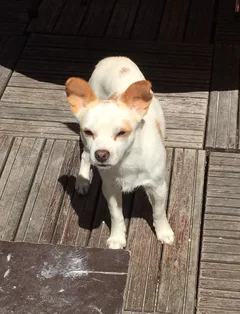 Chien perdu Chihuahua